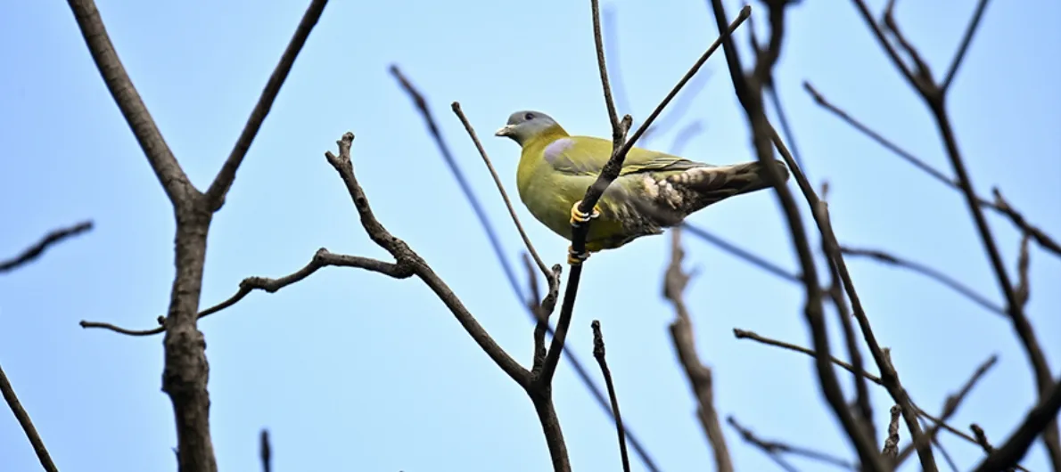 Biodiversity